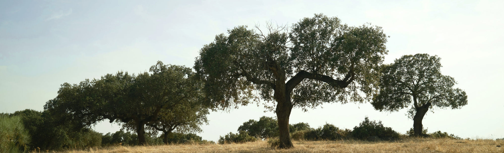 Continent of contrast and complexity