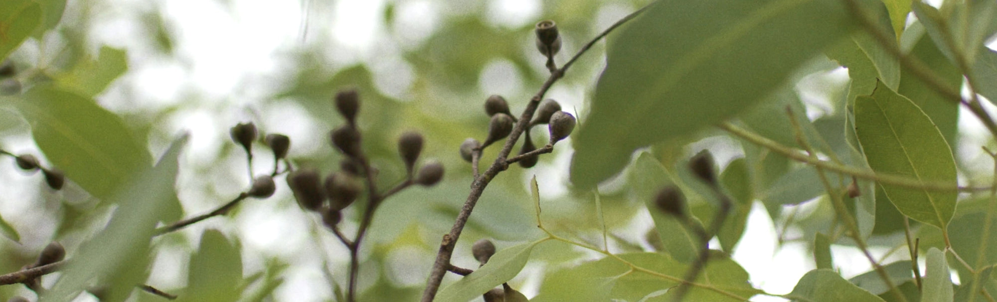 Nature’s alchemy: What goes into the making of an essential oil?