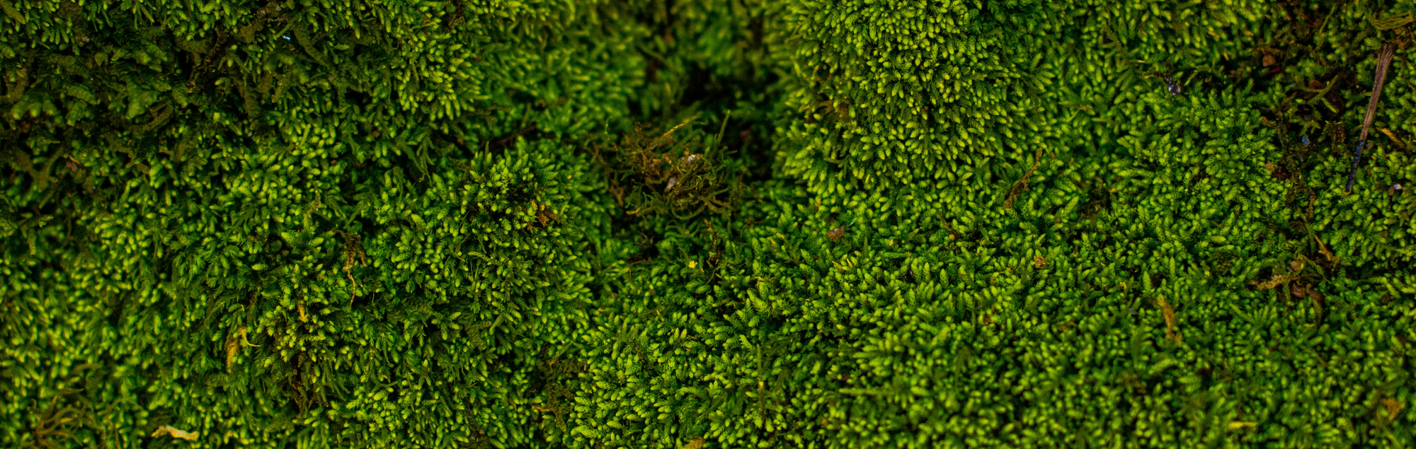 Are you a ‘moss girl’? The art of the slow surrender to nature