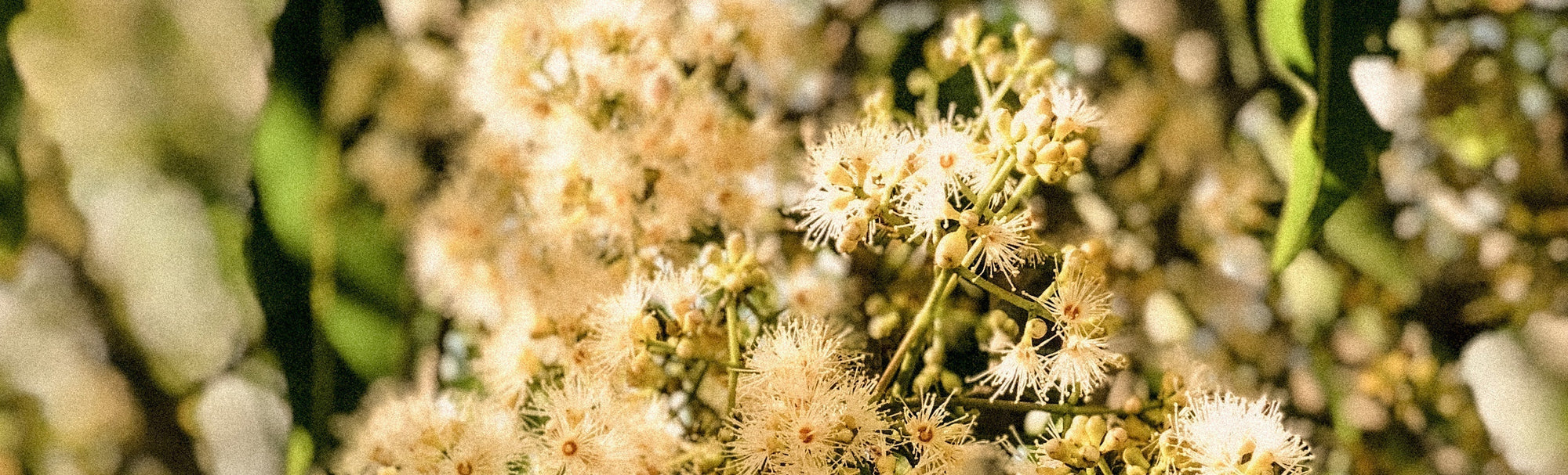 The Intelligence of Plants - A Koala Eco Field Journal