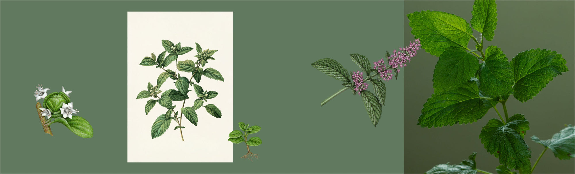 The Sunday Reset - Inspired by the Narrow-leaved Peppermint [Eucalyptus radiata]