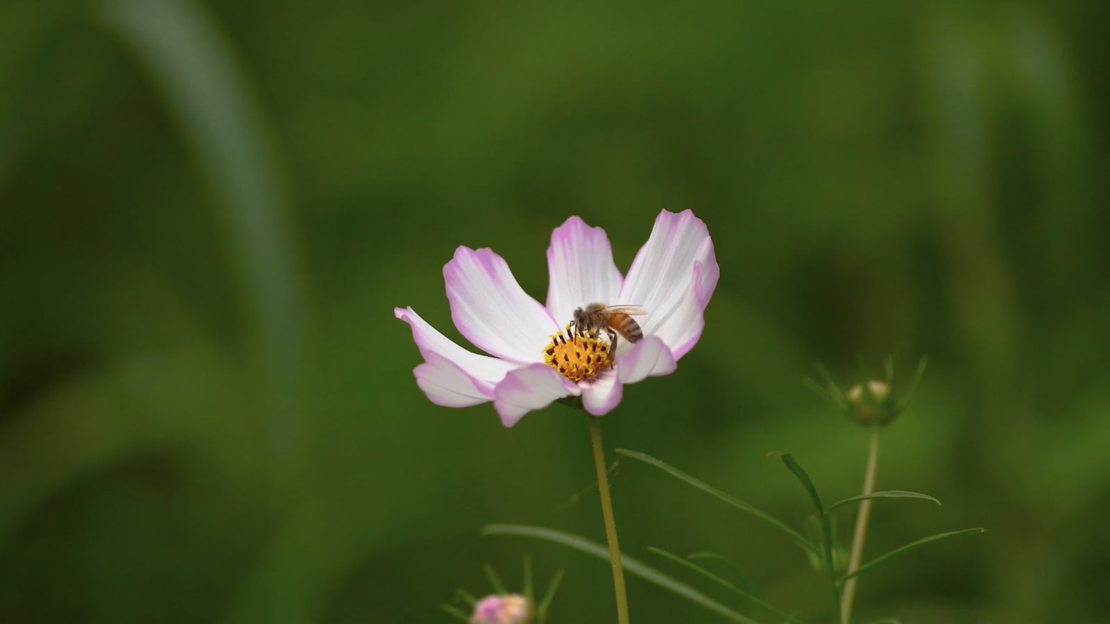 Celebrating the mighty, miraculous, vulnerable bee